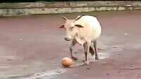 Watch: Cow becomes part of football team, locals say she’s one of the best players