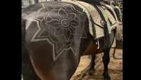 Watch: Artist draws patterns on horsebacks, gets trolled