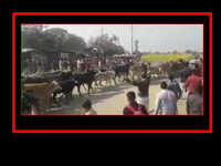 Samajwadi Party men attempt to bring stray cattle to PM Narendra Modi's rally venue in Agra, stopped