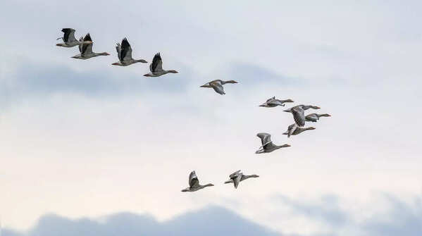 The surprising reason why birds fly in a V shape