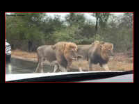 Amazing: Pride of lions spotted on the road