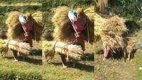 What do dogs and a bundle of grass have in common?
