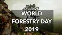 World Forestry Day 2019: Learning to love forests for a better future