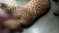 Leopard trapped inside Uttarakhand medical college for 51 hours, shot dead