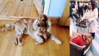 Meet Leo: Globetrotting dog with a passport