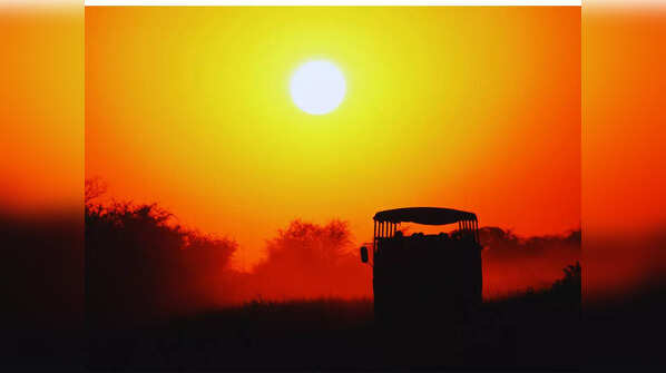 Nighttime wilderness: India's top 5-night jungle safari adventures
