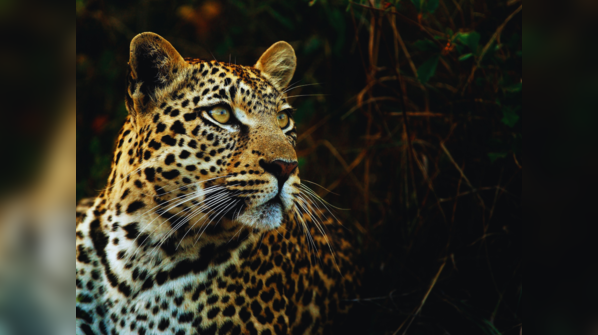 6 best places in India to spot leopards (without losing your mind)