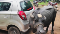 No bribe! MP farmer ties buffalo to corrupt officers car