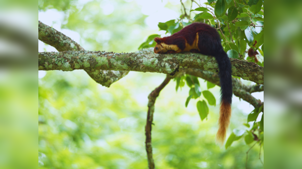 Expect the unexpected: 8 Indian national parks where big cats are no-shows