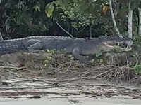 Why crocodiles have made this island most dangerous in the world