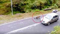 Dehradun: Leopard cub spotted on road, rescued by locals