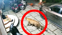 On cam: Leopard preys upon an unsuspecting dog
