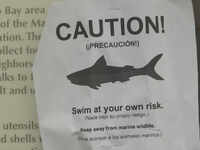 California surfer survives shark attack