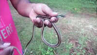 Rare snake rescued in Odisha’s Mayurbhanj