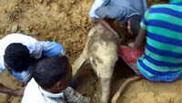 Watch: Locals rescue elephant calf from a ditch in Assam’s Golaghat