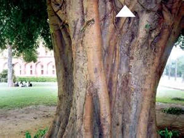 Humayun Tomb Best Conserved But Humayuns Tomb Isnt Giving Out Best