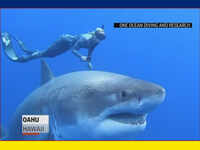 Shark researchers close encounter with great white