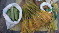 Agrarian festival ‘Nuakhai’ celebrated with traditional fervour in Odisha