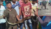 12-foot-long python rescued in Odisha’s Rayagada