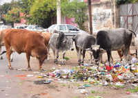 Stray cows to be in shelters by today as deadline set by UP CM Yogi Adityanath ends