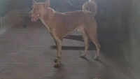 Dog saves owner from tiger attack in MP’s Seoni