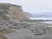 Seals invade California beach during federal shutdown