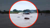 Watch: Tractor swept away while crossing flooded bridge in MP’s Mandsaur