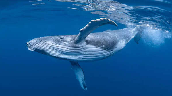 The surprising way whale urine helps the ocean
