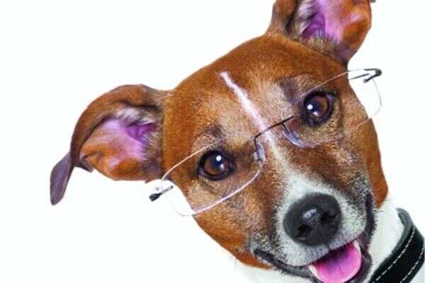 Pet hostels for Indore's absentee owners