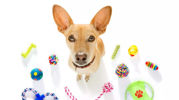 Genius dog breeds that learn fast
