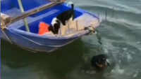 Canine camaraderie at its best