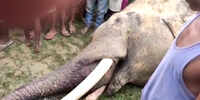 Jharkhand: Elephant dies after getting electrocuted in Seraikela Kharsawan