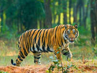 Tigress killed by tiger in MP's Kanha National Park