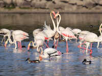 Eastern seafront of Mumbai witnesses 1.2 lakh flamingos this season 