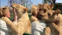 Watch: Lion duo reaction when reunited with their former caretaker