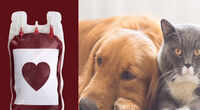 Most dog, cat owners unaware of pet blood donation schemes