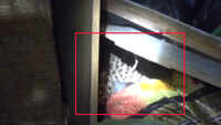Forest Department officials rescue leopard cub in Uttarakhand’s Pithoragarh
