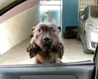 Watch: This dog is crazy for a car ride