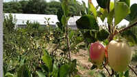 Punjab: Hoshiarpur farmer sets a shining example of apple cultivation
