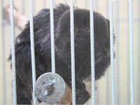 Police recover rare monkey stolen from zoo