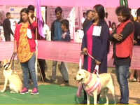 Watch: Guwahati hosts all-breed dog show to promote adoption of local breeds