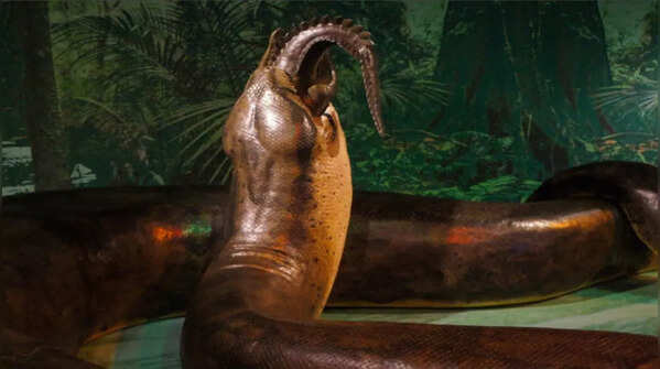 ​47 million years old Vasuki Indicus snake discovered in India: 5 things to know about the snake​