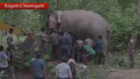 Forest department captures wild elephant in Chhattisgarh’s Raigarh