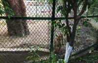 Indore: Zoo authorities make arrangements to help zoo inmates beat the heat