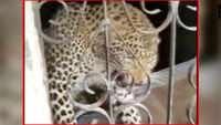 Leopard enters house in Uttarakhand’s Pithoragarh