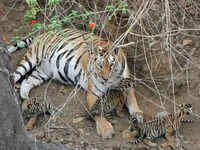 Madhya Pradesh tigress 'Collarwali' sets a record of delivering 30 cubs