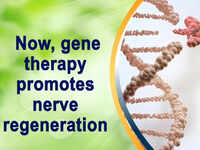 Now, gene therapy promotes nerve regeneration