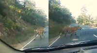Bhopal: Video of Tiger near Kaliasot dam goes viral