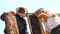 Apiculture becomes ray of hope for unemployed youths of J&K’s Udhampur
