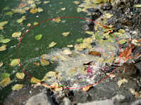 Indore: Fish found dead in pond near Bijasan Temple